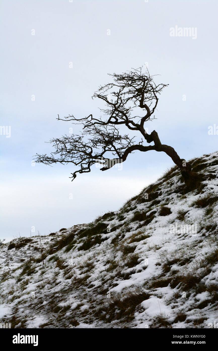 Lone weathered Albero di biancospino stagliano in inverno la neve montagna nera Mynydd Du Parco Nazionale di Brecon Beacons Carmarthenshire Galles Cymru REGNO UNITO GB Foto Stock