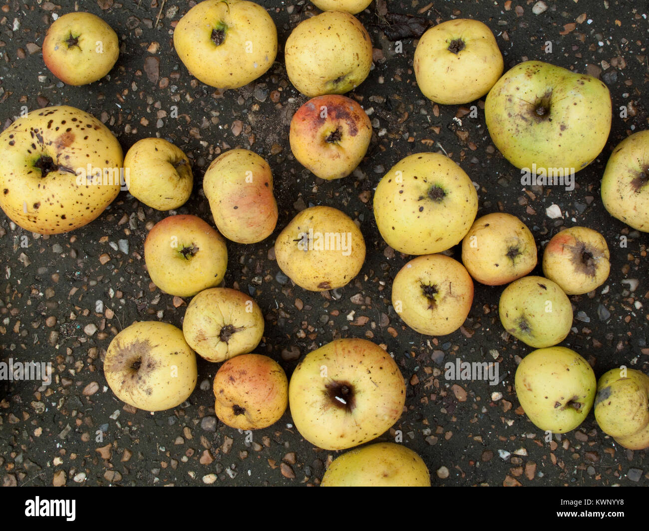 Piuttosto a macchie giallo mele rendono uno sfondo Foto Stock