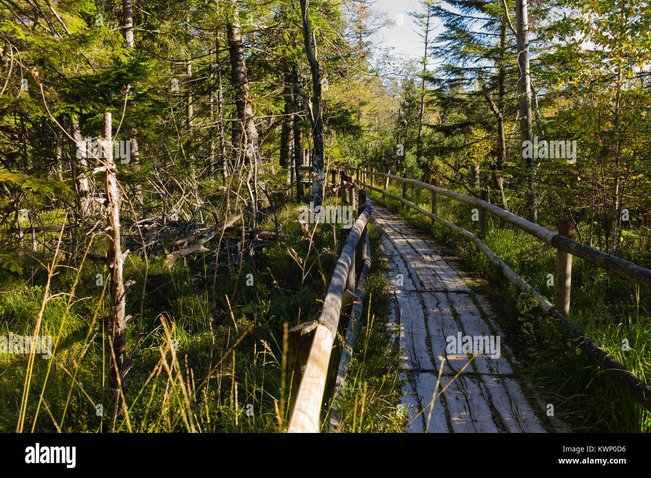 Hohlohsee bog vicino lago di Kaltenbronn Foresta Nera Baden-Württemberg, Germania Foto Stock