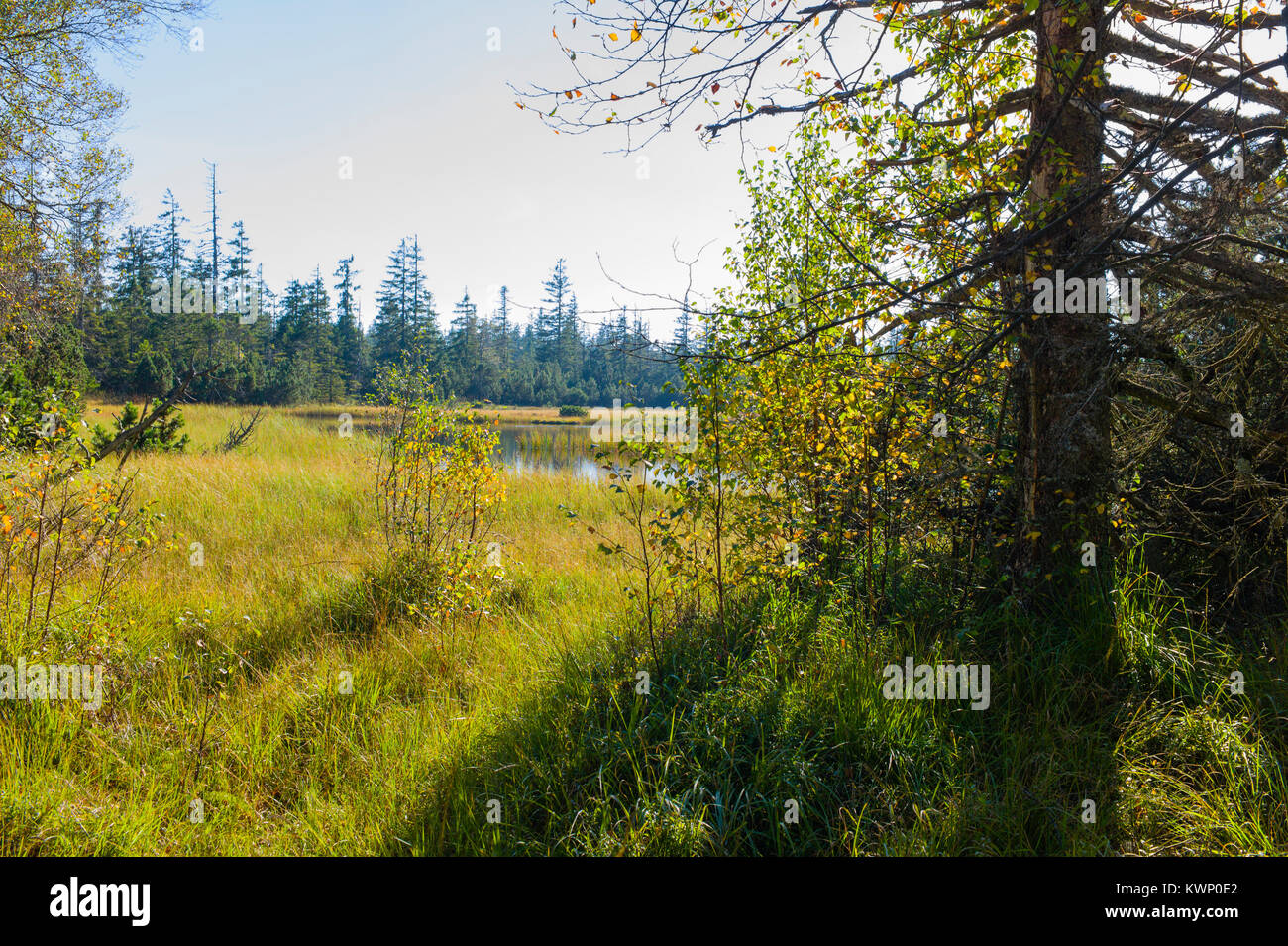 Hohlohsee bog vicino lago di Kaltenbronn Foresta Nera Baden-Württemberg, Germania Foto Stock