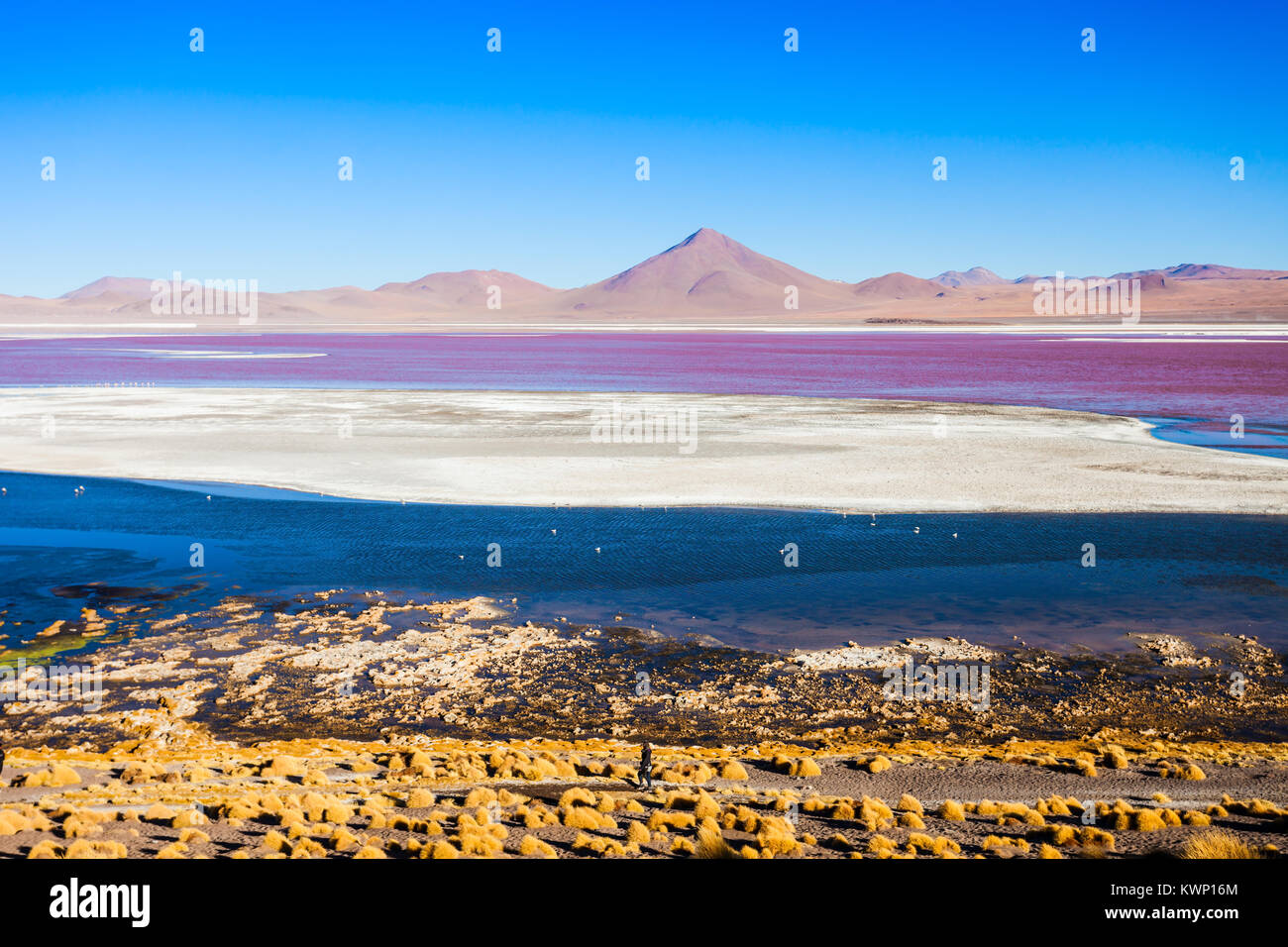 Laguna Colorada (Red Lake) è un bellissimo lago nel Altiplano della Bolivia Foto Stock