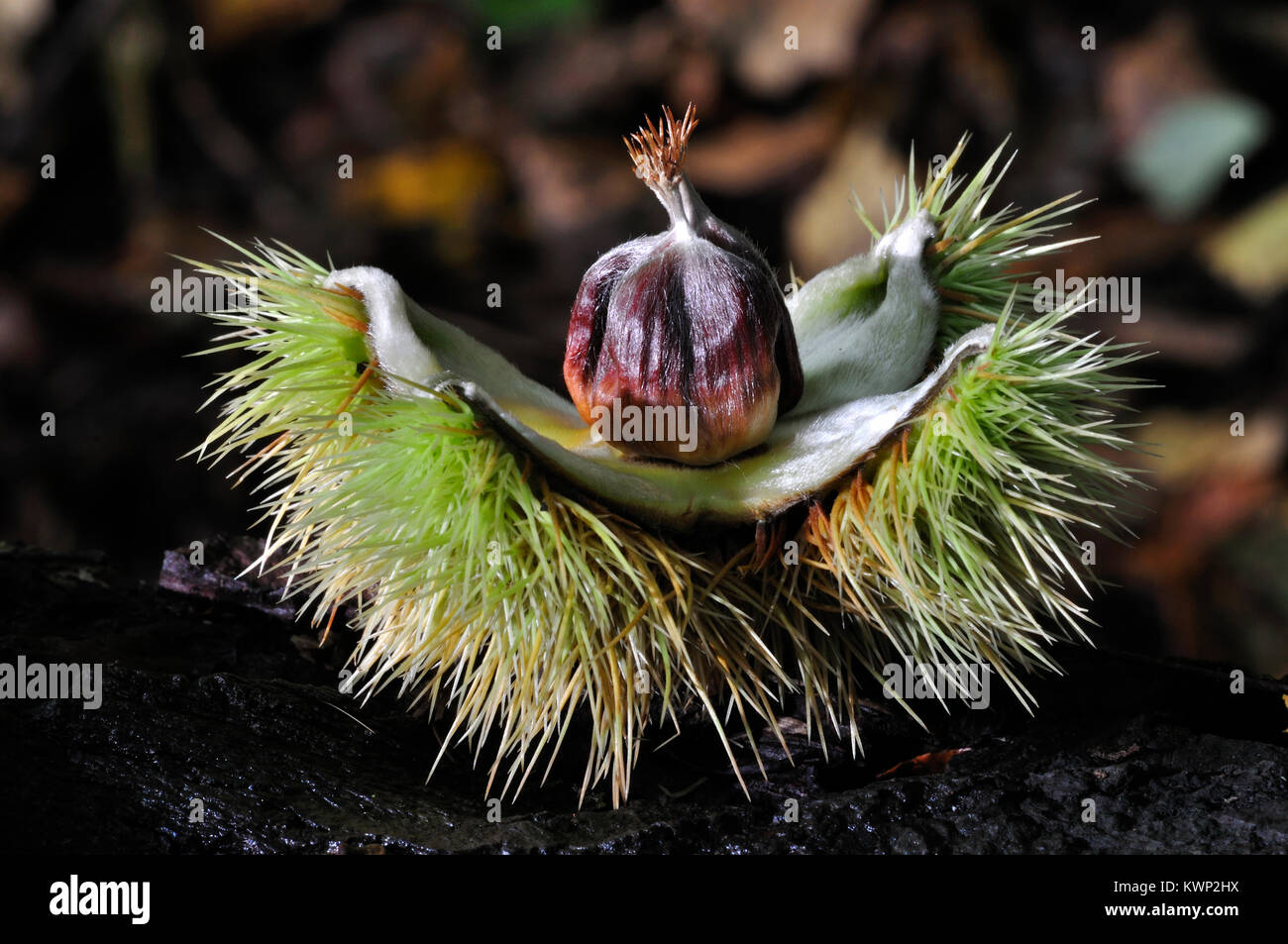 Le castagne in caso di semi Foto Stock