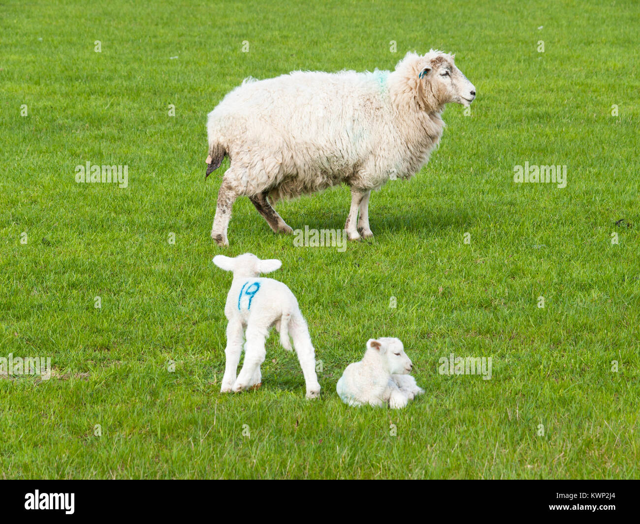 Agnello con letti gemelli e madre pecora su erba verde Foto Stock