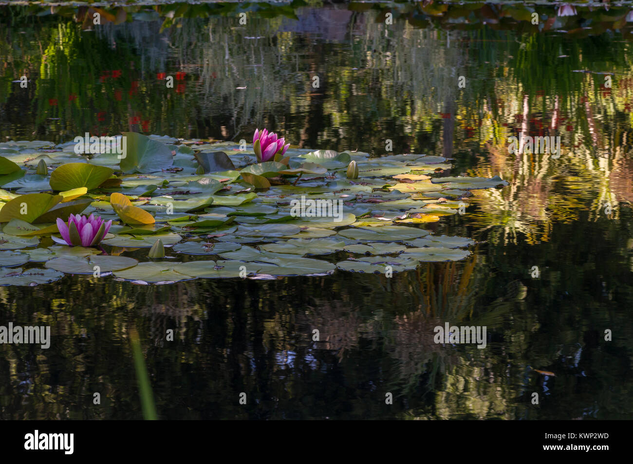 Water Lilies e riflessioni Foto Stock