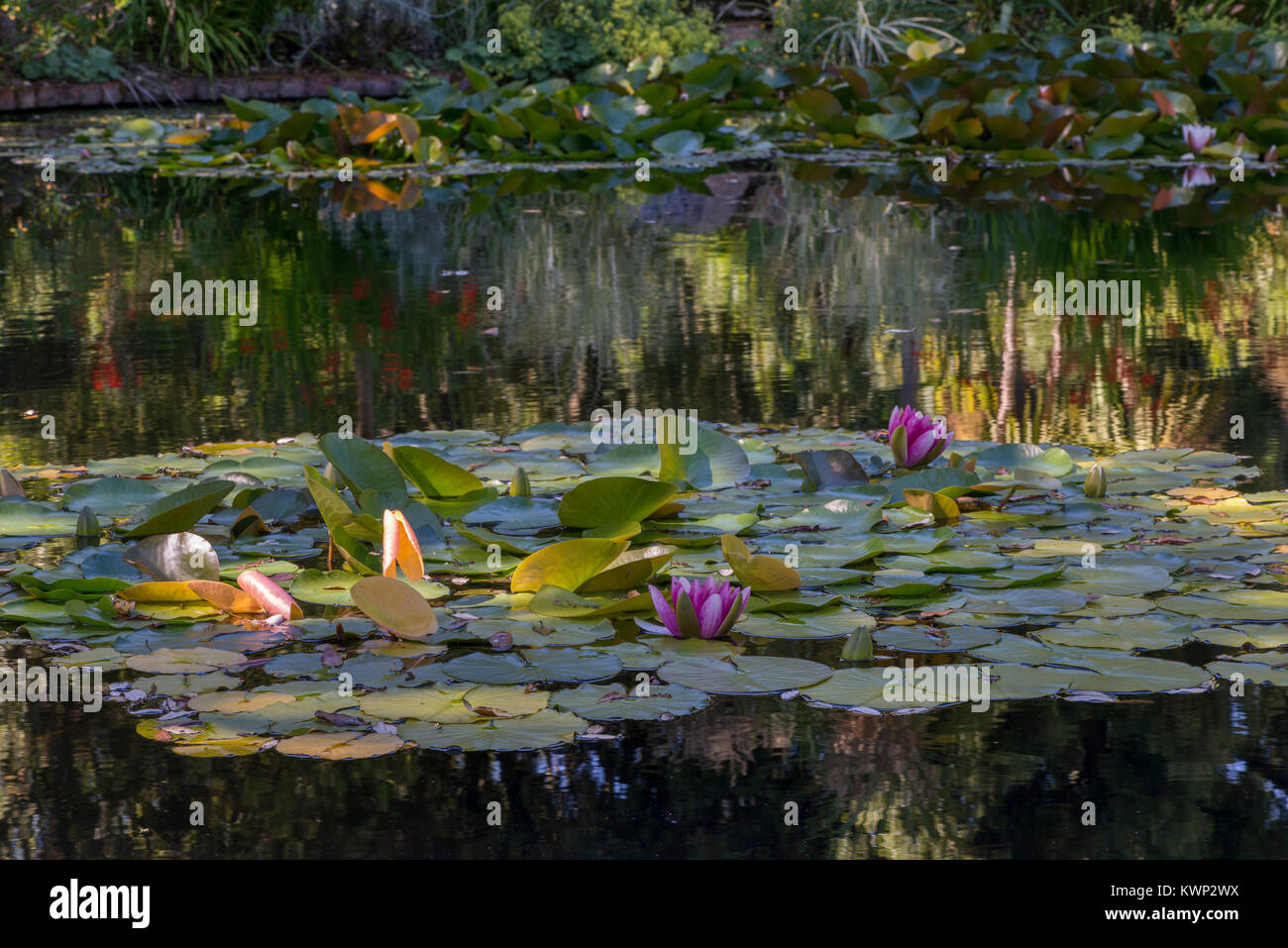 Water Lilies e riflessioni Foto Stock