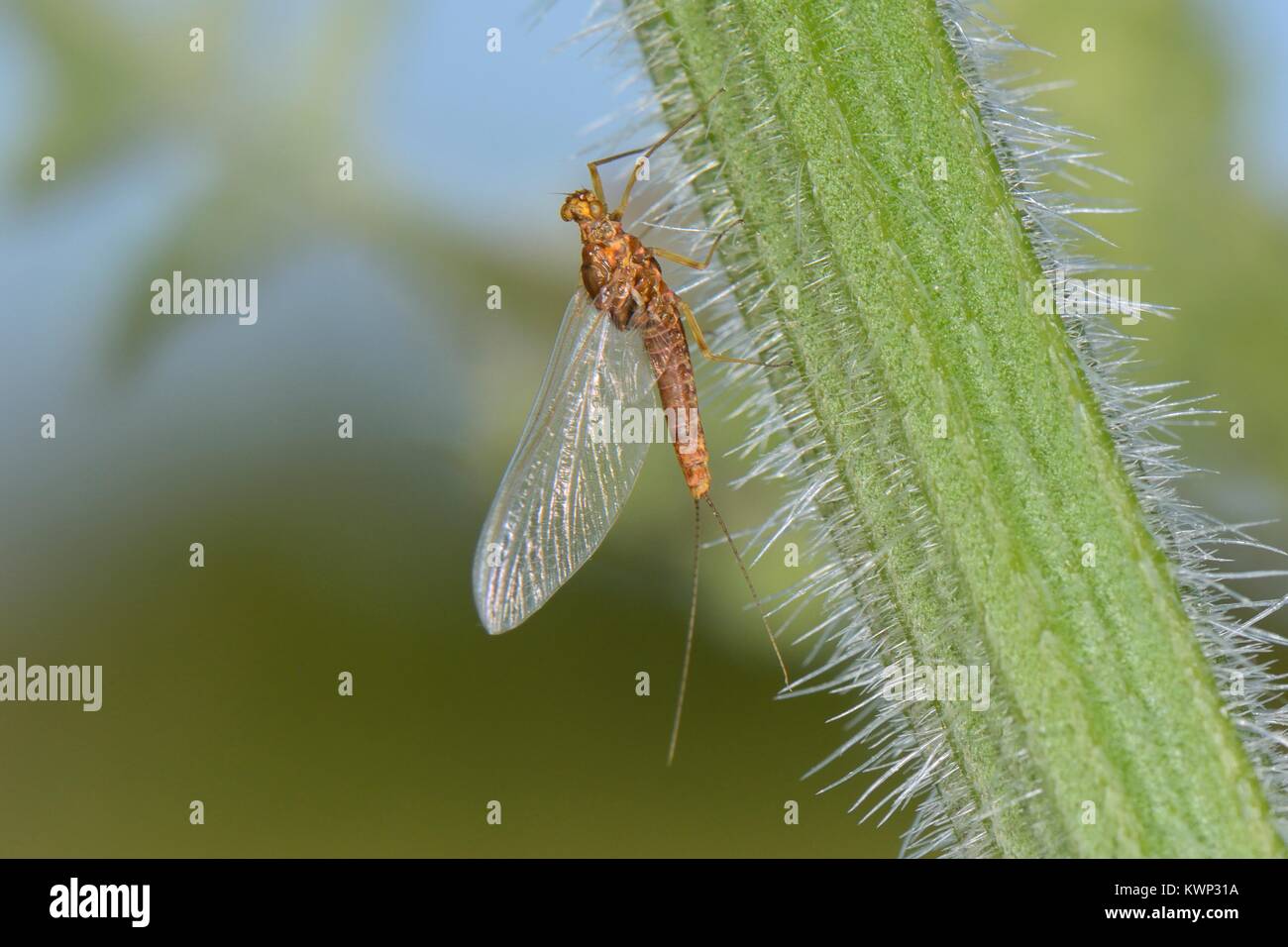 Stagno femmina olive mayfly (Cloeon dipterum) su un gambo di ortica, Wiltshire, Regno Unito, maggio. Foto Stock