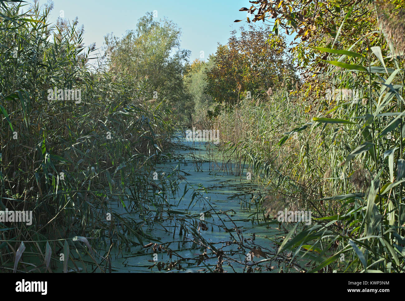 Vista della palude e canneti intorno ad esso Foto Stock