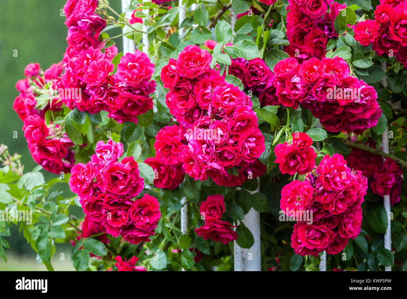 Rosso rosa rampicante, Rosa "Hamburger Phoenix' Foto Stock