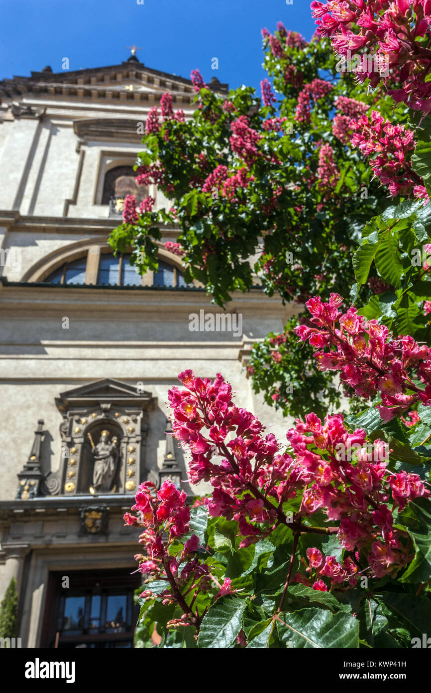 Albero di Aesculus carnea Cavallo Rosso castagno di fronte alla Chiesa di nostra Signora Vittoria (Gesù Bambino) via Karmelitska Mala Strana Praga, Repubblica Ceca Foto Stock