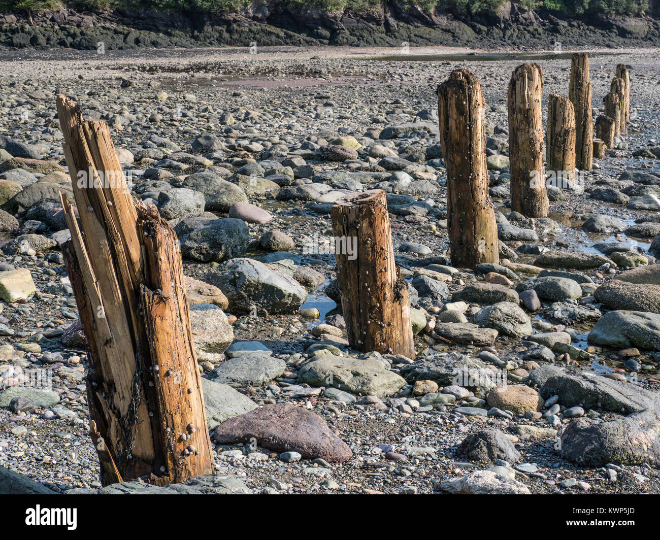 Resti di palificazioni nel punto spiaggia Wolfe, Fundy National Park, la baia di Fundy, New Brunswick, Canada. Foto Stock