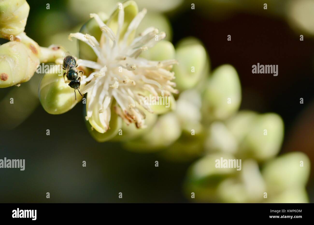 Ape indigena (Austroplebeia sp.) alimentazione su palm fiori al mattino, Townsville, Queensland, Australia Foto Stock