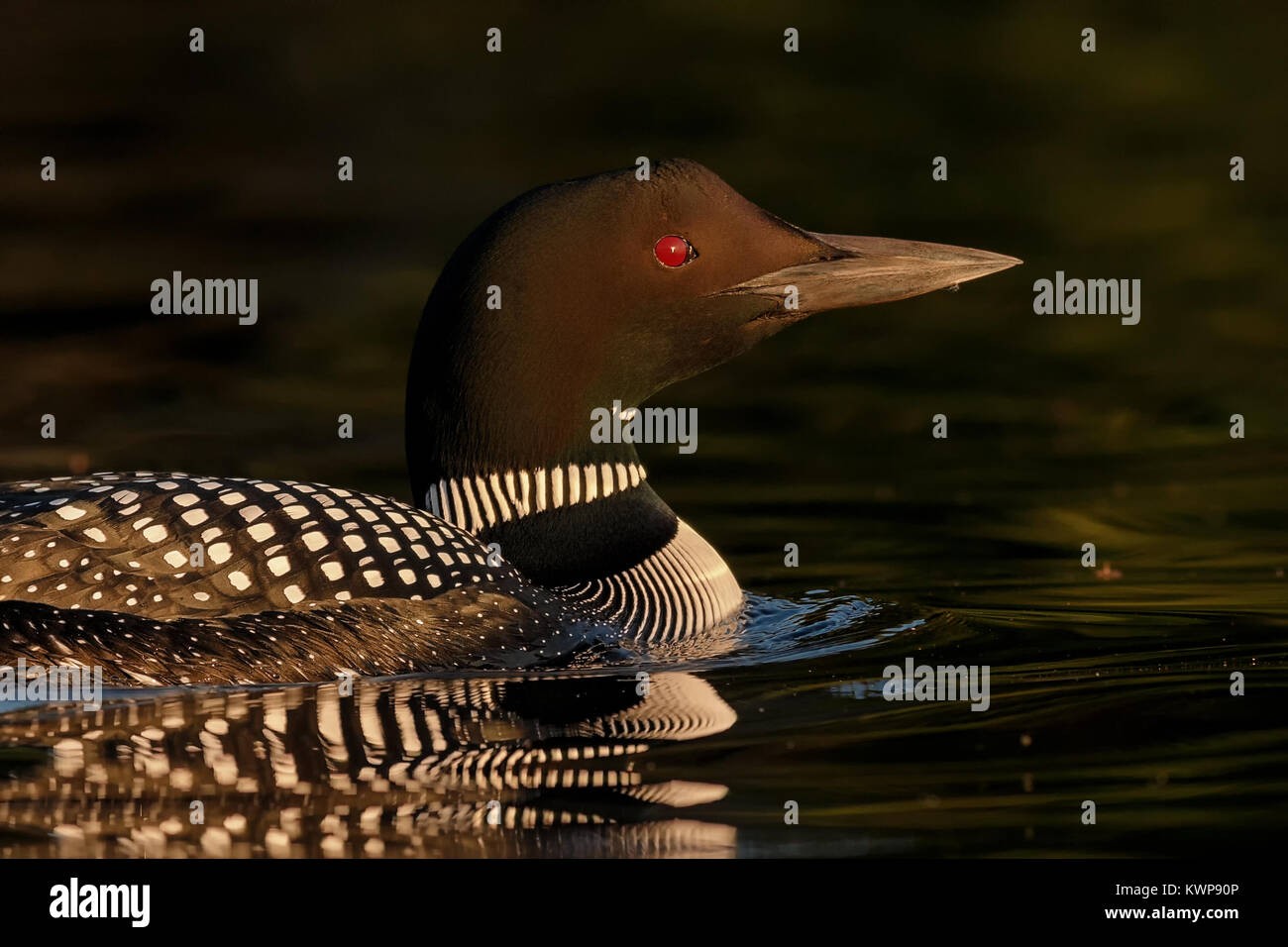 Un ritratto di un comune Loon. Foto Stock
