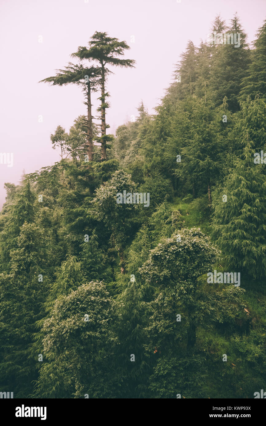 Bella e verde di alberi che crescono in Himalaya indiano di Dharamsala, Baksu Foto Stock