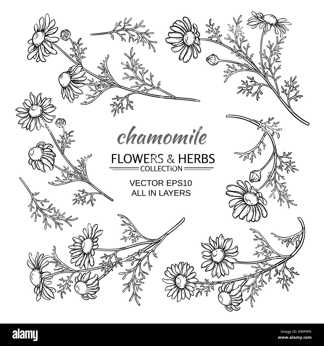I fiori di camomilla vettore impostato su sfondo bianco Illustrazione Vettoriale
