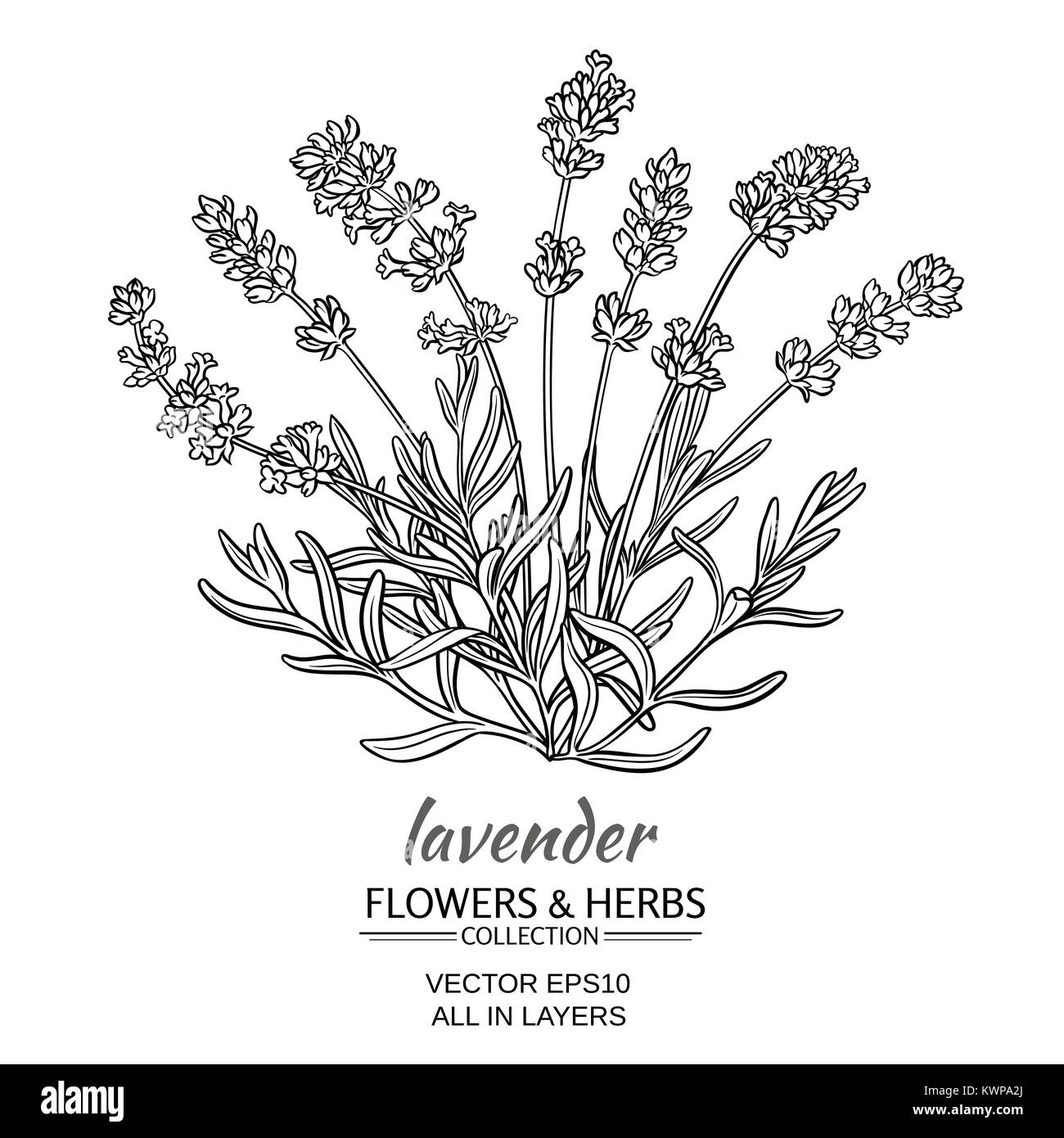 Lavanda fiori illustrazione vettoriale su sfondo bianco Illustrazione Vettoriale