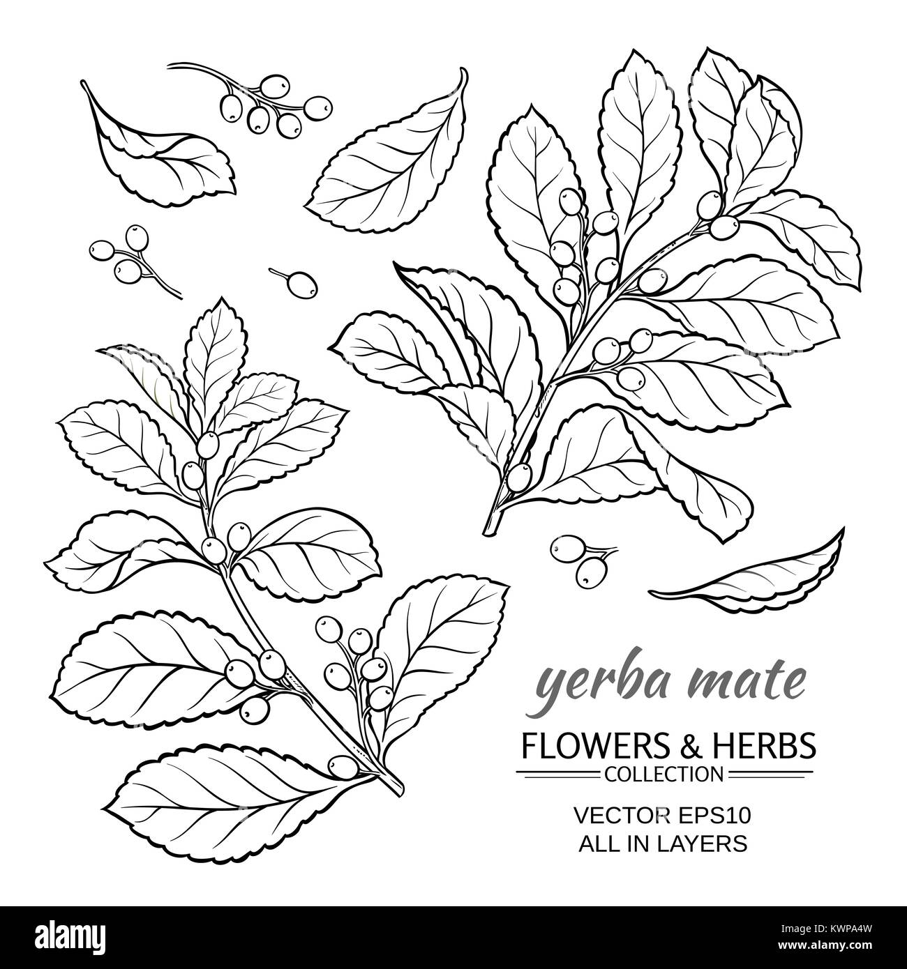 Illustrazione vettoriale con yerba mate su sfondo bianco Illustrazione Vettoriale