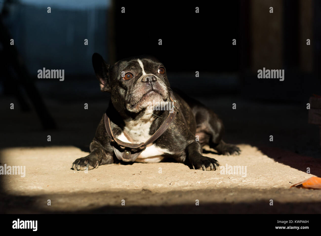 Un cane del bulldog francese razza in uno spot di luce solare Foto Stock