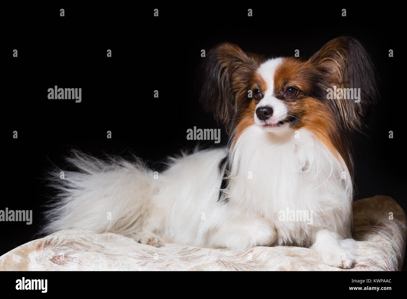 Papillon cane giace contenti sul suo lettino, isolato su nero Foto Stock