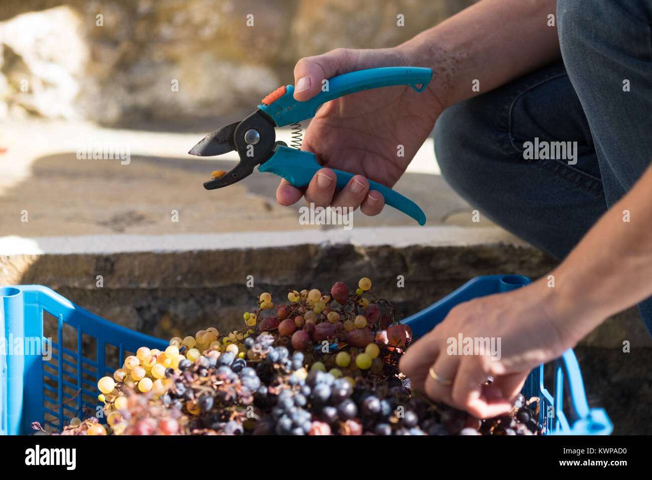 Grape-Stomping per la tradizionale produzione di vino al vecchio villaggio (Chora) su Alonissos Island, Grecia Foto Stock