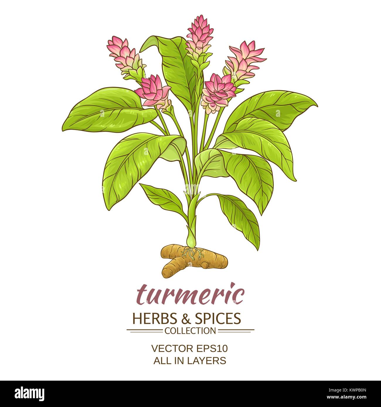 Curcuma pianta illustrazione vettoriale su sfondo bianco Immagine e  Vettoriale - Alamy