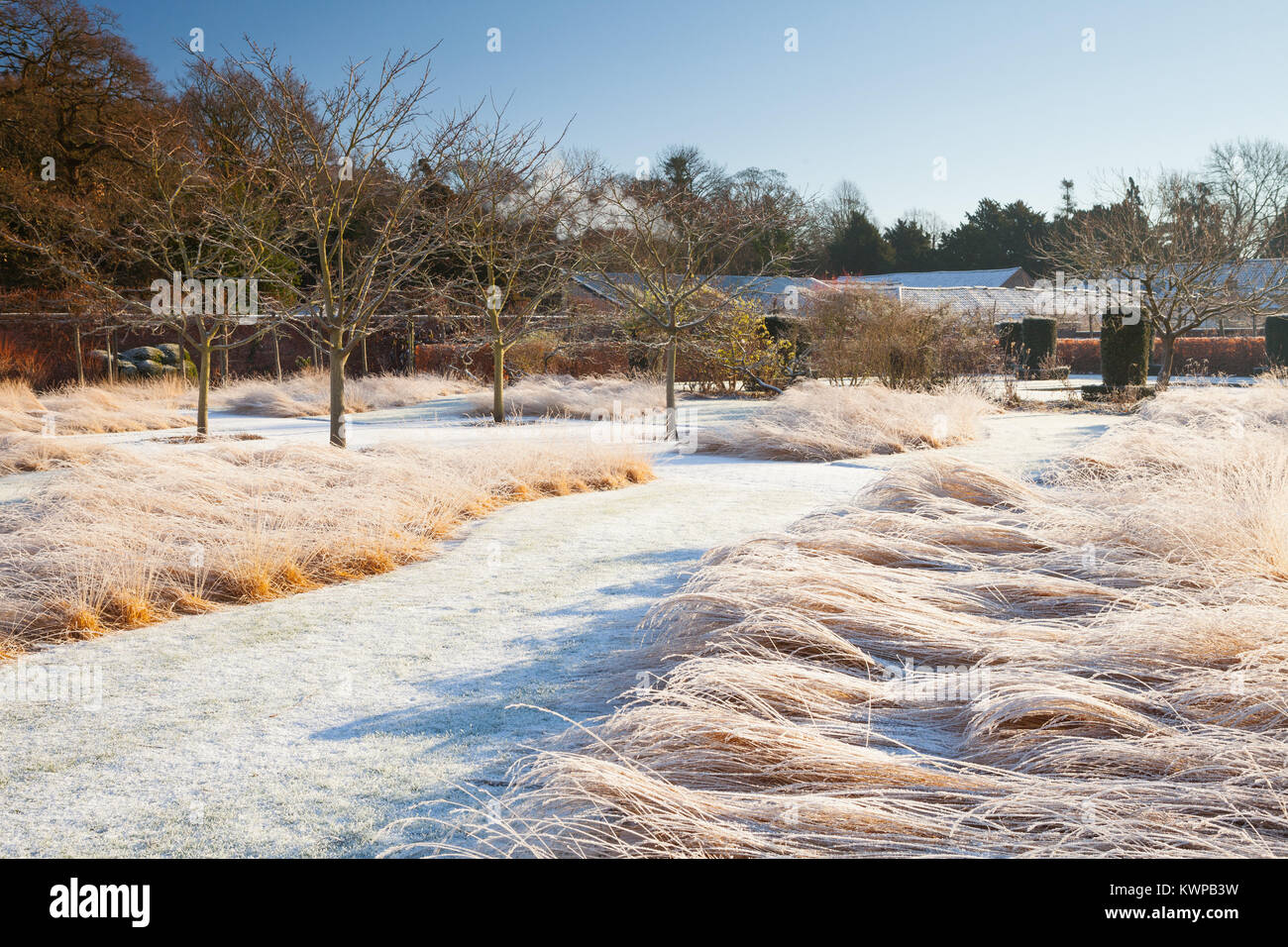 Scampston Walled Garden, North Yorkshire, Regno Unito. Inverno, dicembre 2017. Un quattro acri di giardino contemporaneo disegnato da Piet Oudolf. Foto Stock