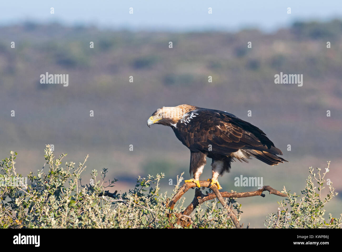 Spanish Imperial Eagle Aquila adalberti maschio adulto di circa 8 anni in San Pedro Sierra, Extremadura Spagna Dicembre Foto Stock