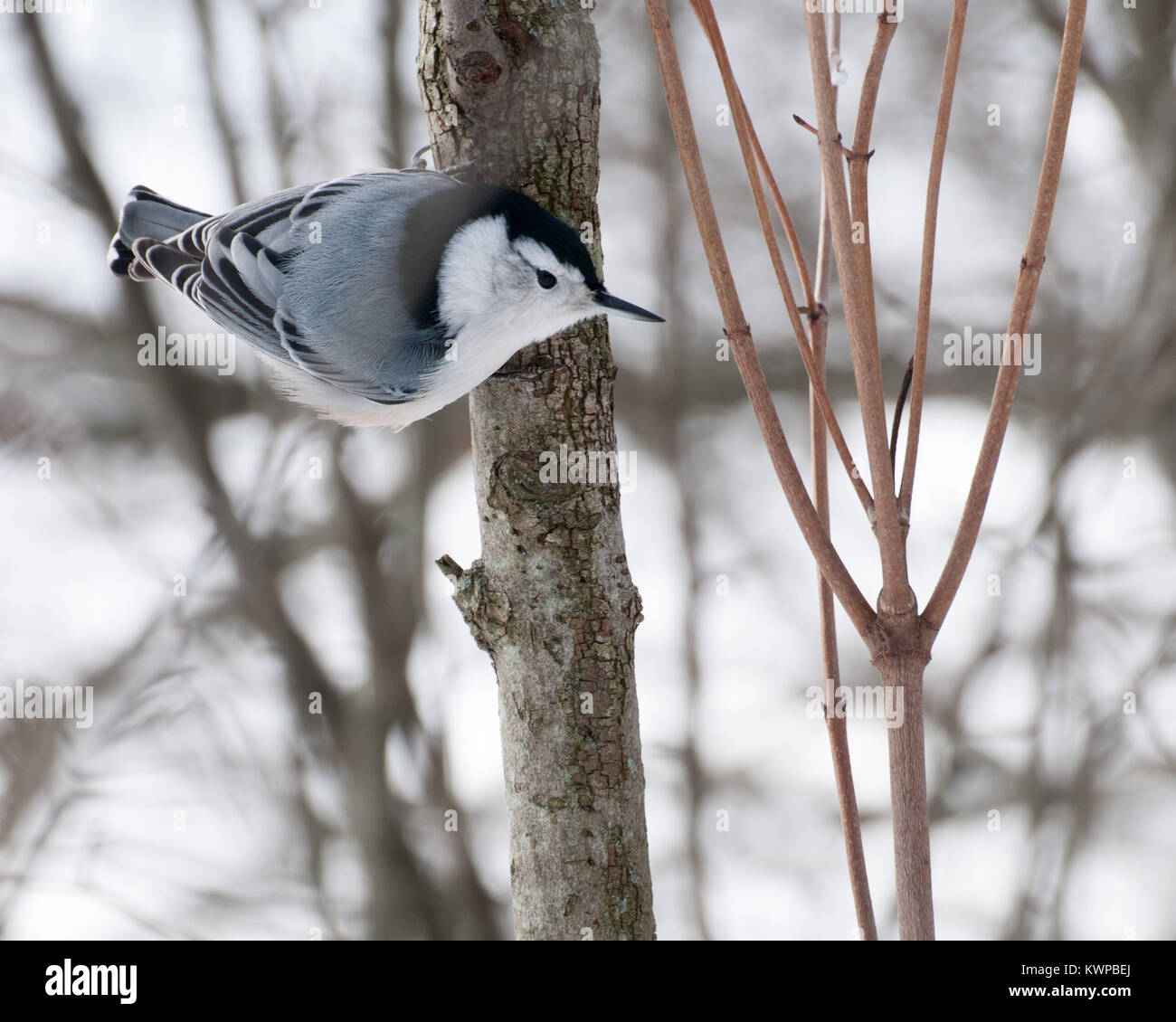 Bianco-breasted picchio muratore appollaiato su un ramo di albero. Foto Stock