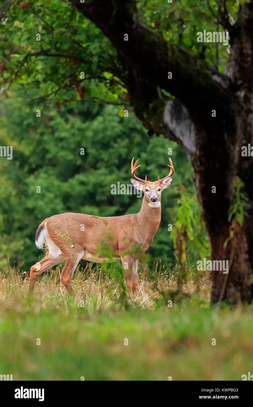 Un bianco-tailed buck si erge con orgoglio sotto un albero di mele. Foto Stock