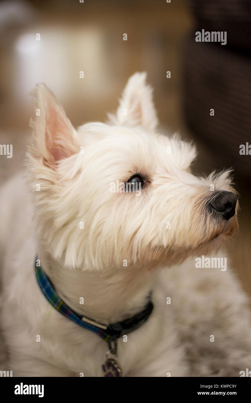 West Highland Terrier, Westie, cane, Terrier Foto Stock
