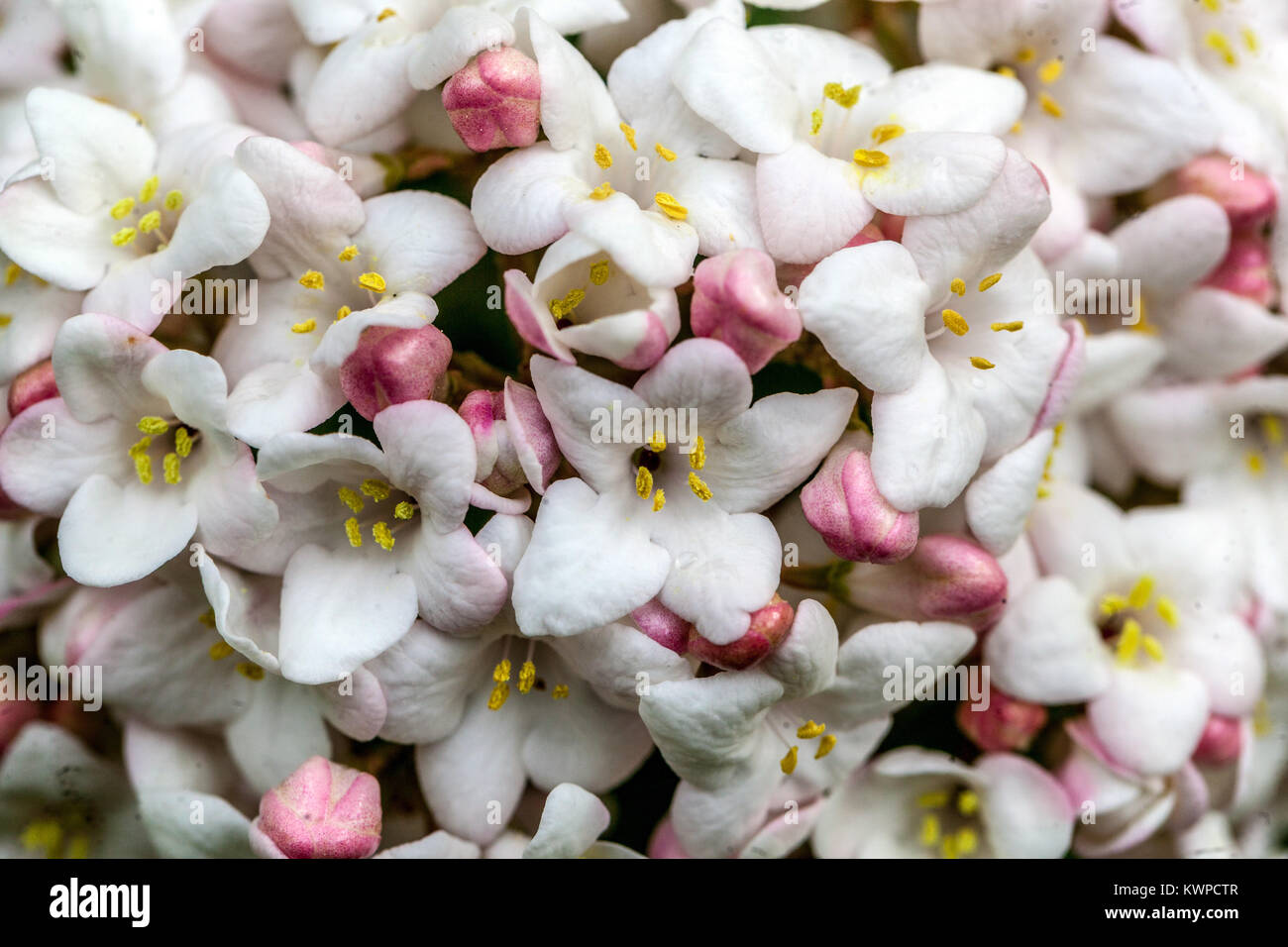 Viburnum carlcephalum, fragrante Snowball Foto Stock