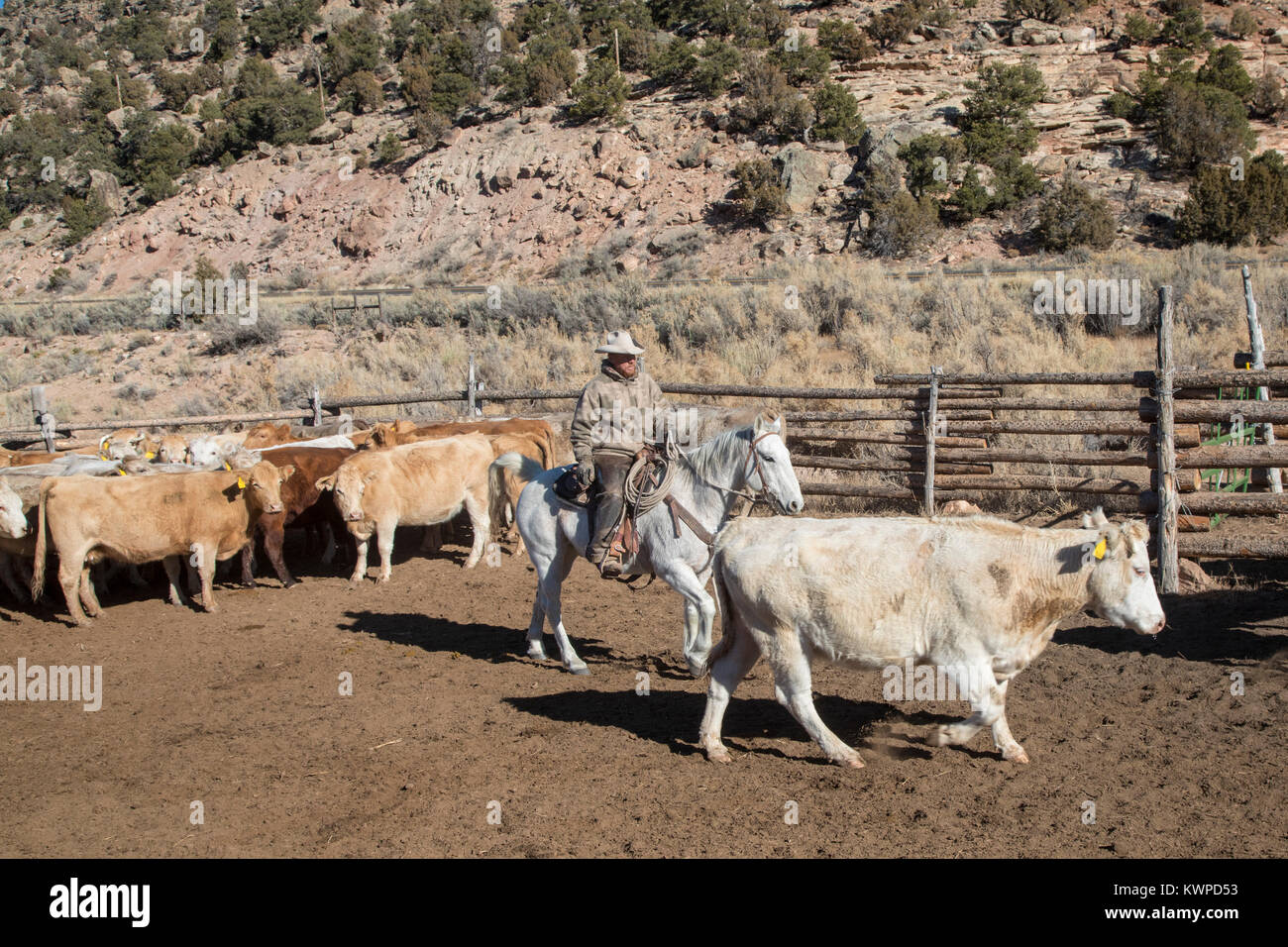 Whitewater, Colorado - allevatori sorta fuori del bestiame, soprattutto Charolais, che hanno arrotondato dalla loro assegnazione al pascolo su terreni BLM. Foto Stock