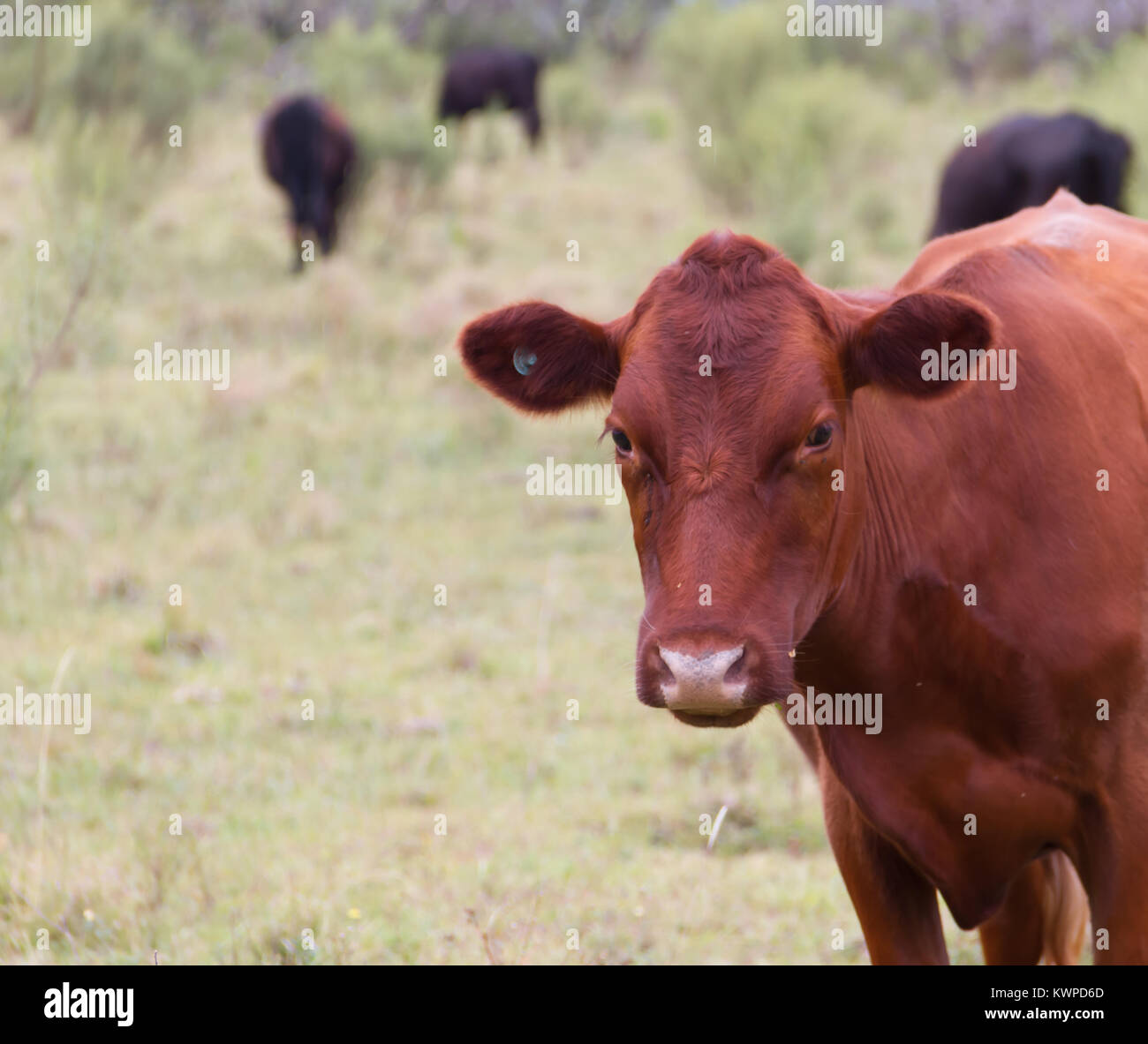 Rossa danese pascolo di vacca in campagna provincia di Entre Rios città di federazione argentina Foto Stock
