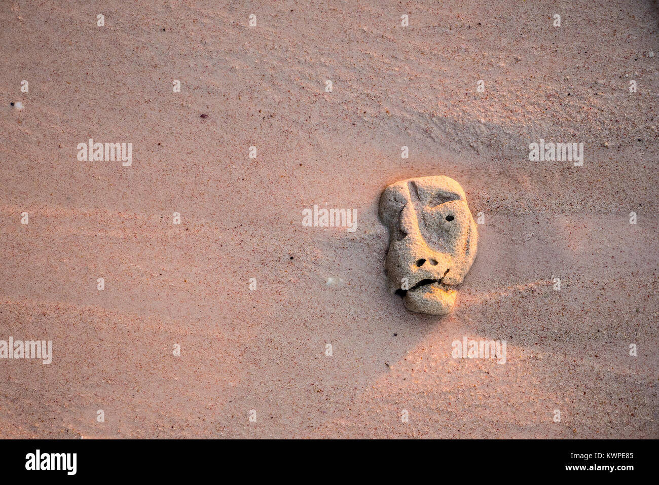 Corallo sulla sabbia con una strana forma della testa Foto Stock