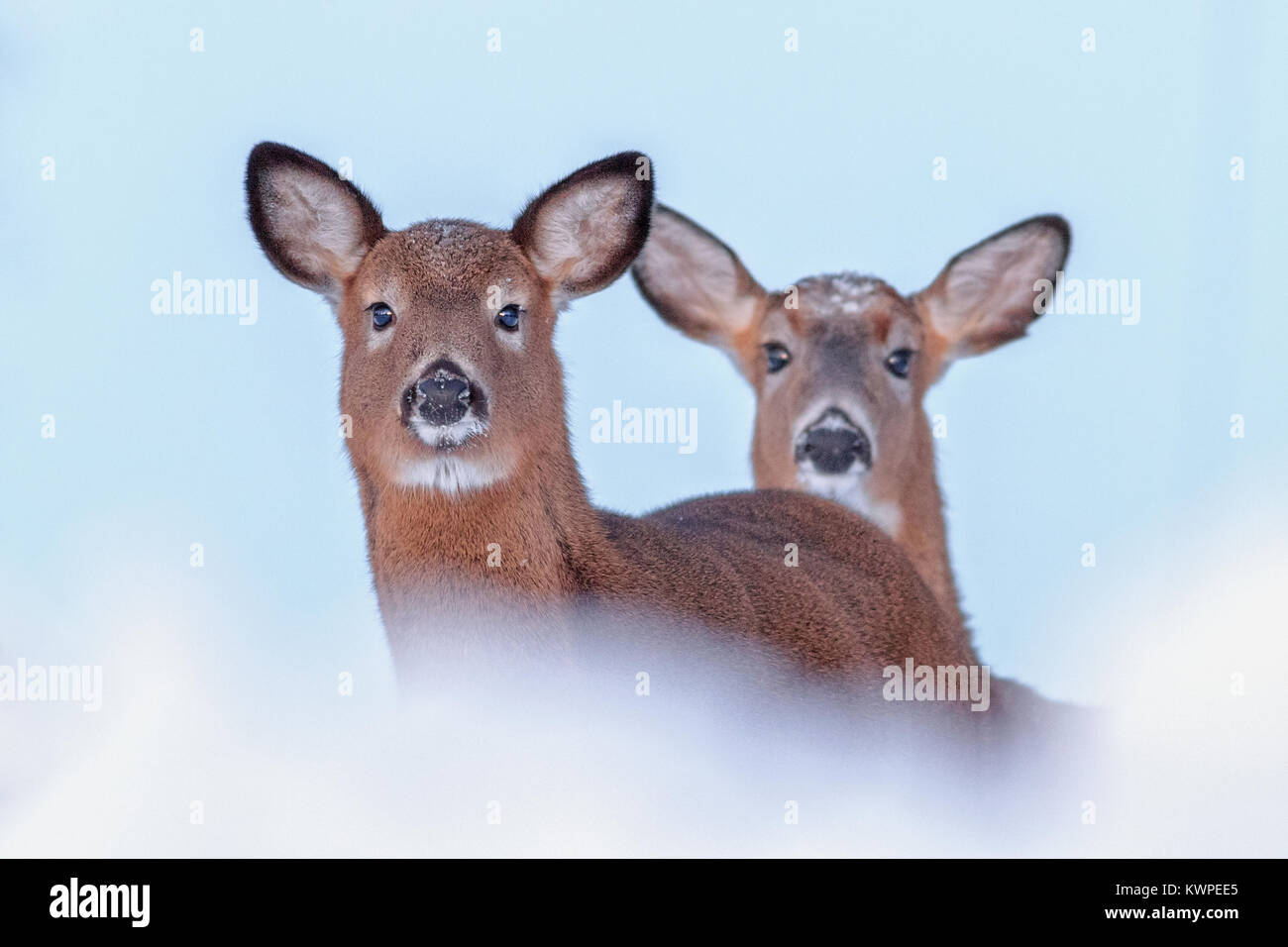 Un giovane White-Tailed Deer con la madre non lontano dietro. Foto Stock