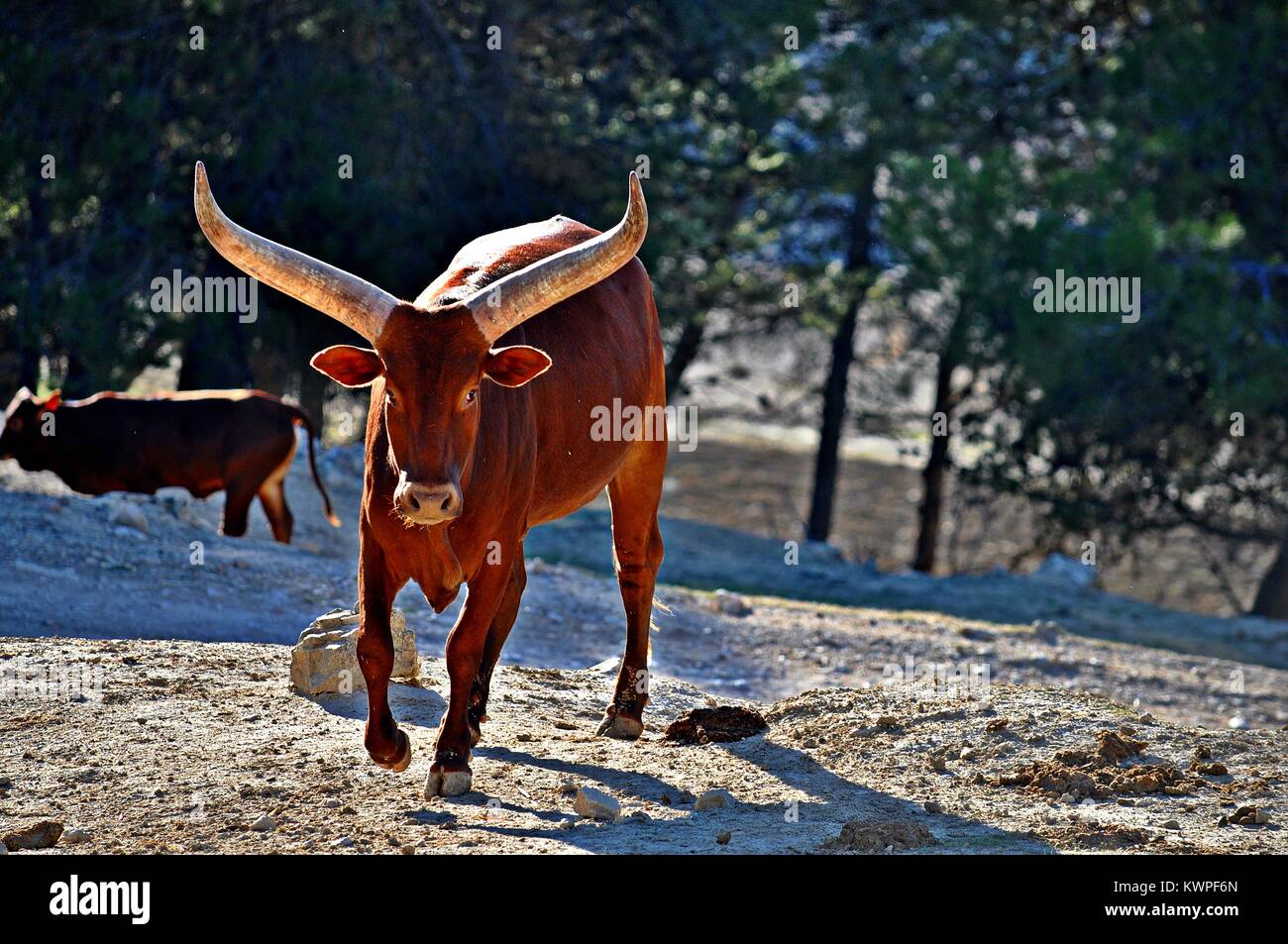 Mucca con grandi corna Foto Stock