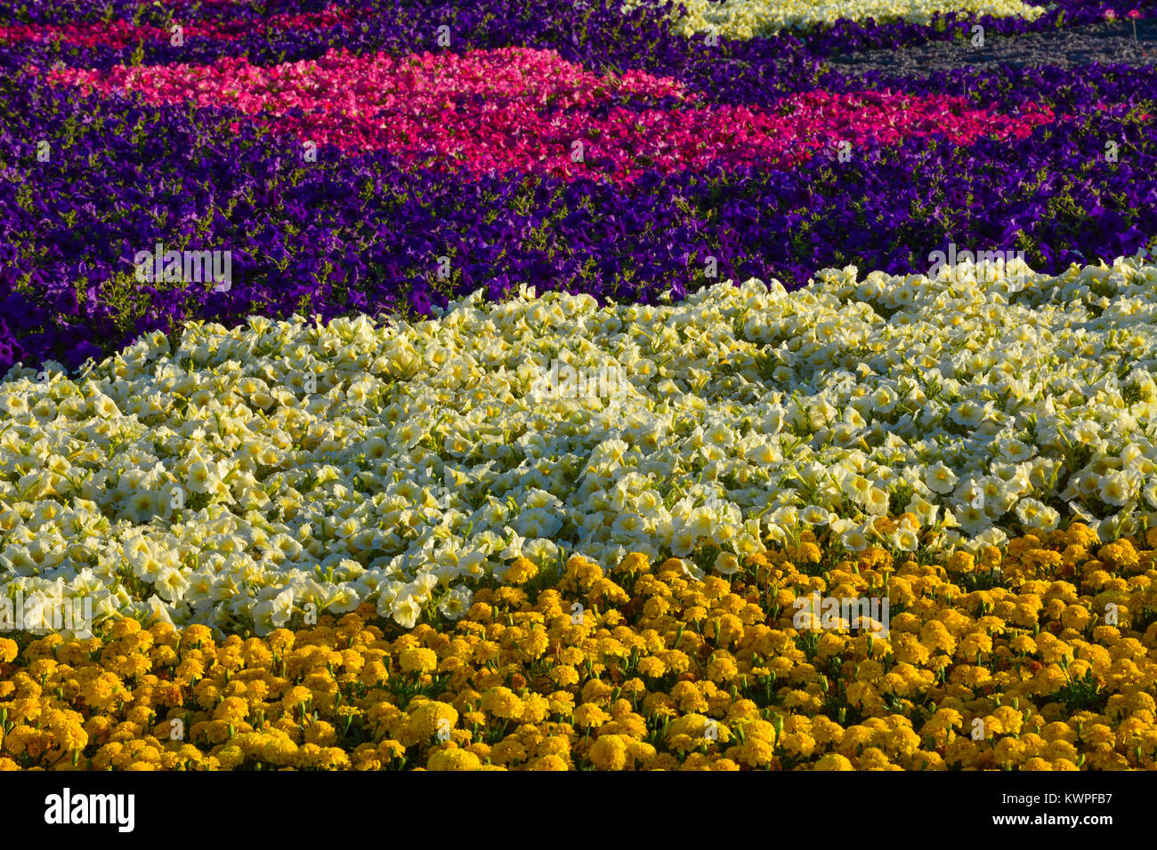 Tappeto di fiori in Yanbu flower show Arabia Saudita Foto Stock