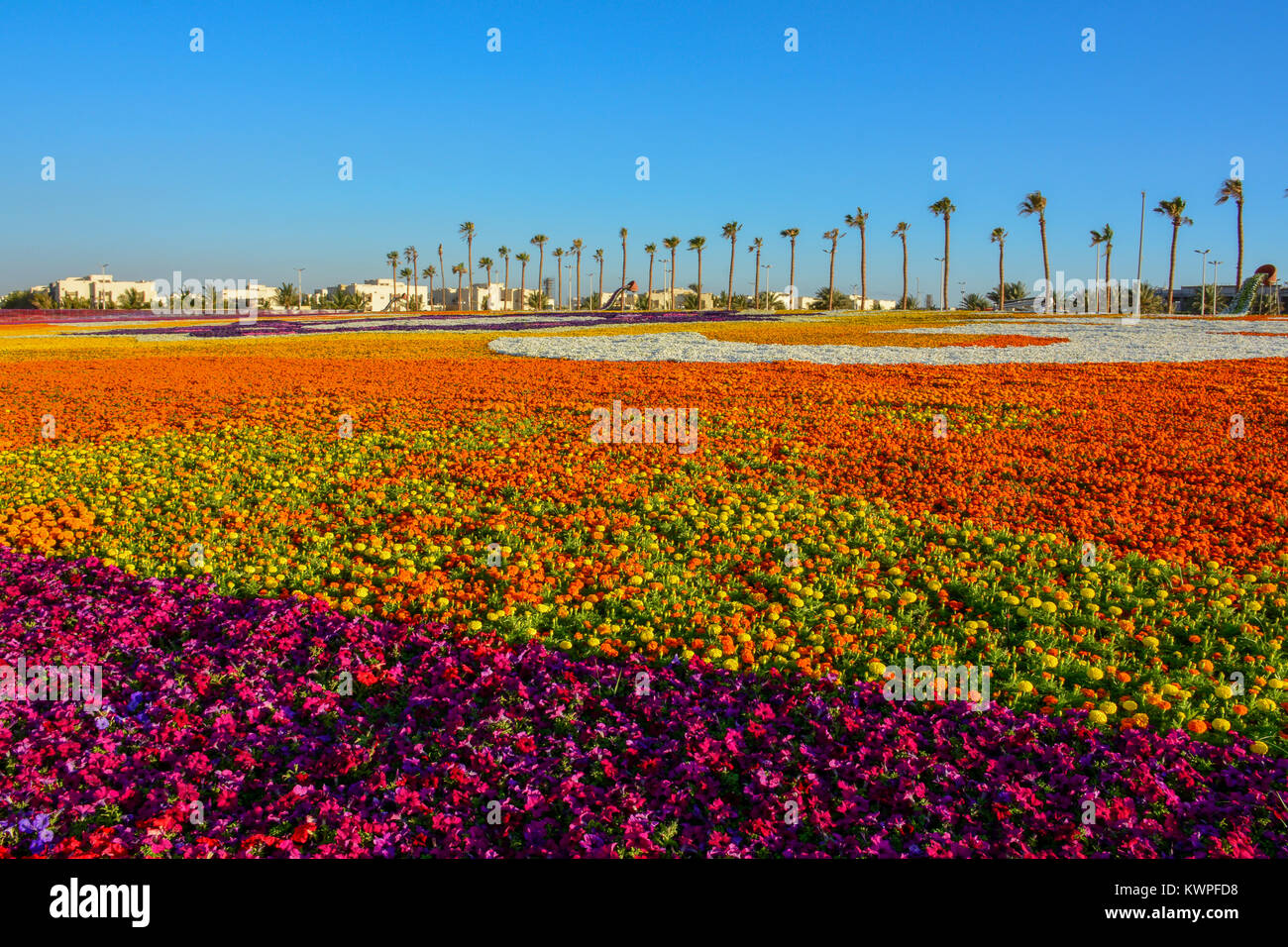 Tappeto di fiori in Yanbu flower show Arabia Saudita Foto Stock