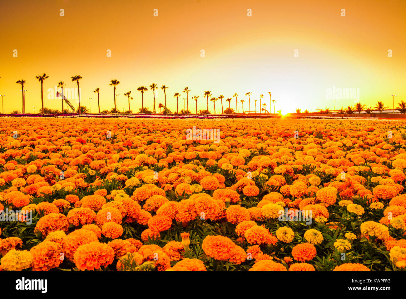 Tappeto di fiori con il tramonto del sole a Yanbu flower show, Arabia Saudita Foto Stock