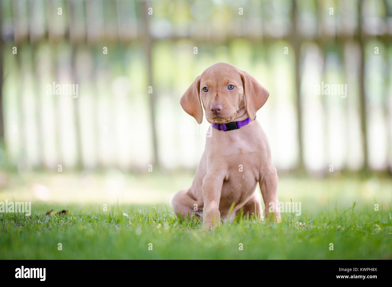 5 settimane vecchio cuccioli di vizsla hound dog Foto Stock