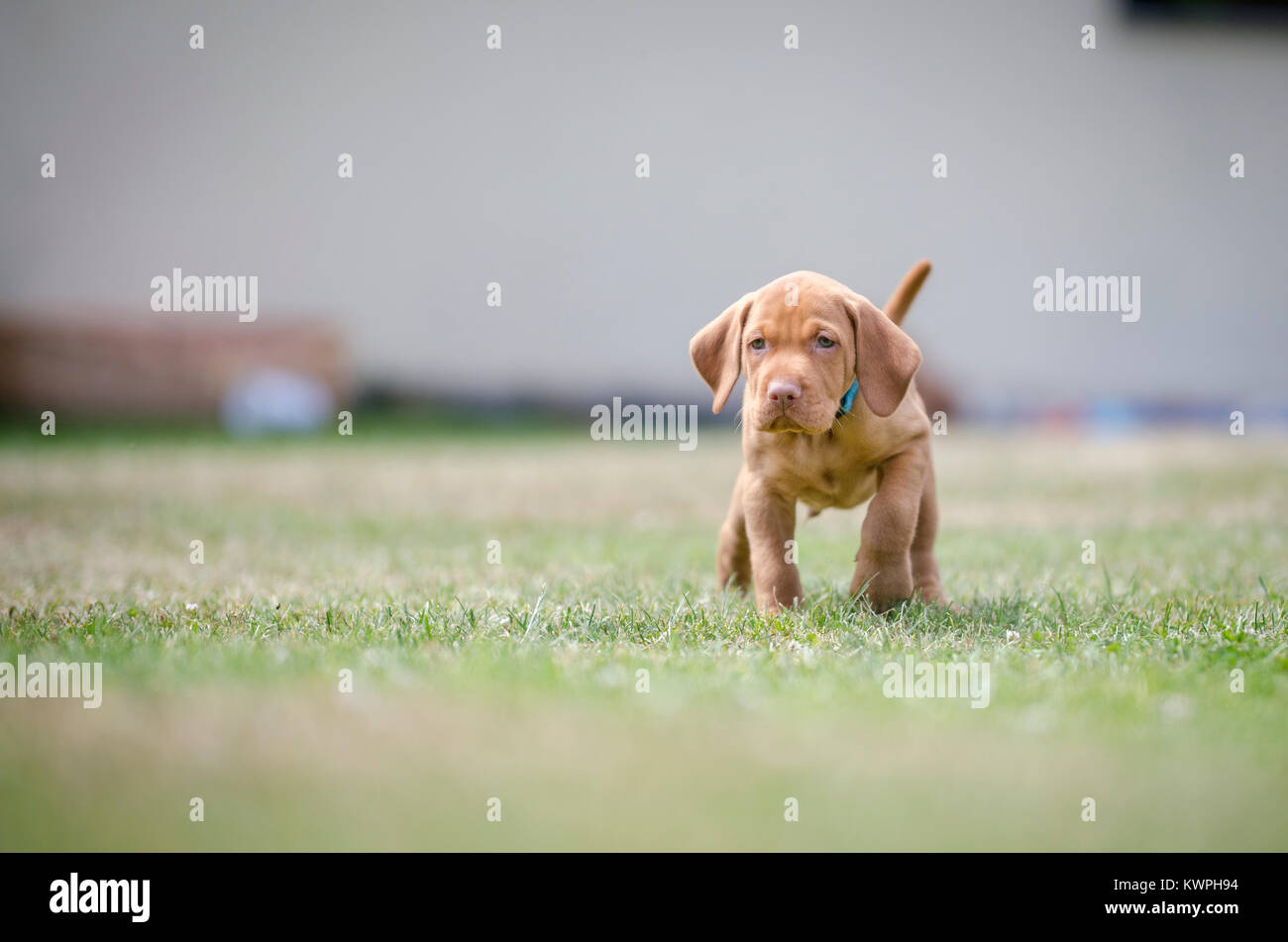 5 settimane vecchio cuccioli di vizsla hound dog Foto Stock