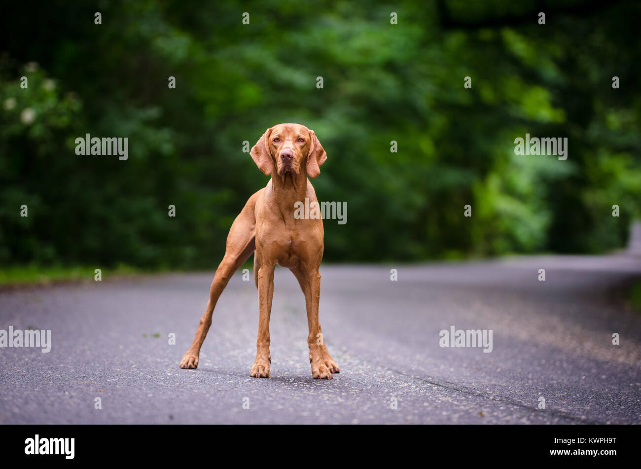 Ritratto di vizsla ungherese hunter dogin molla Foto Stock