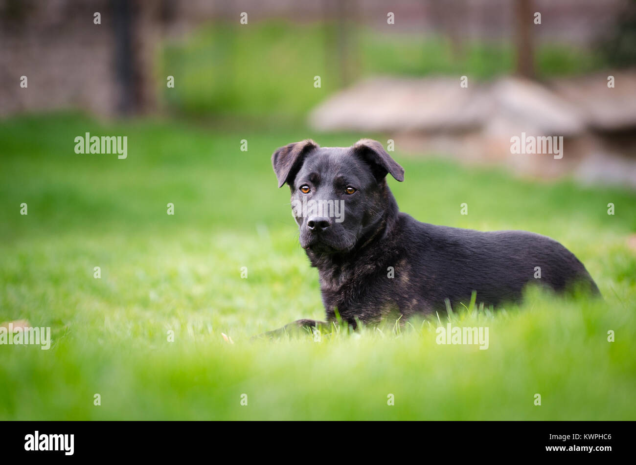 Nero cucciolo di cane in giardino in primavera tempo Foto Stock