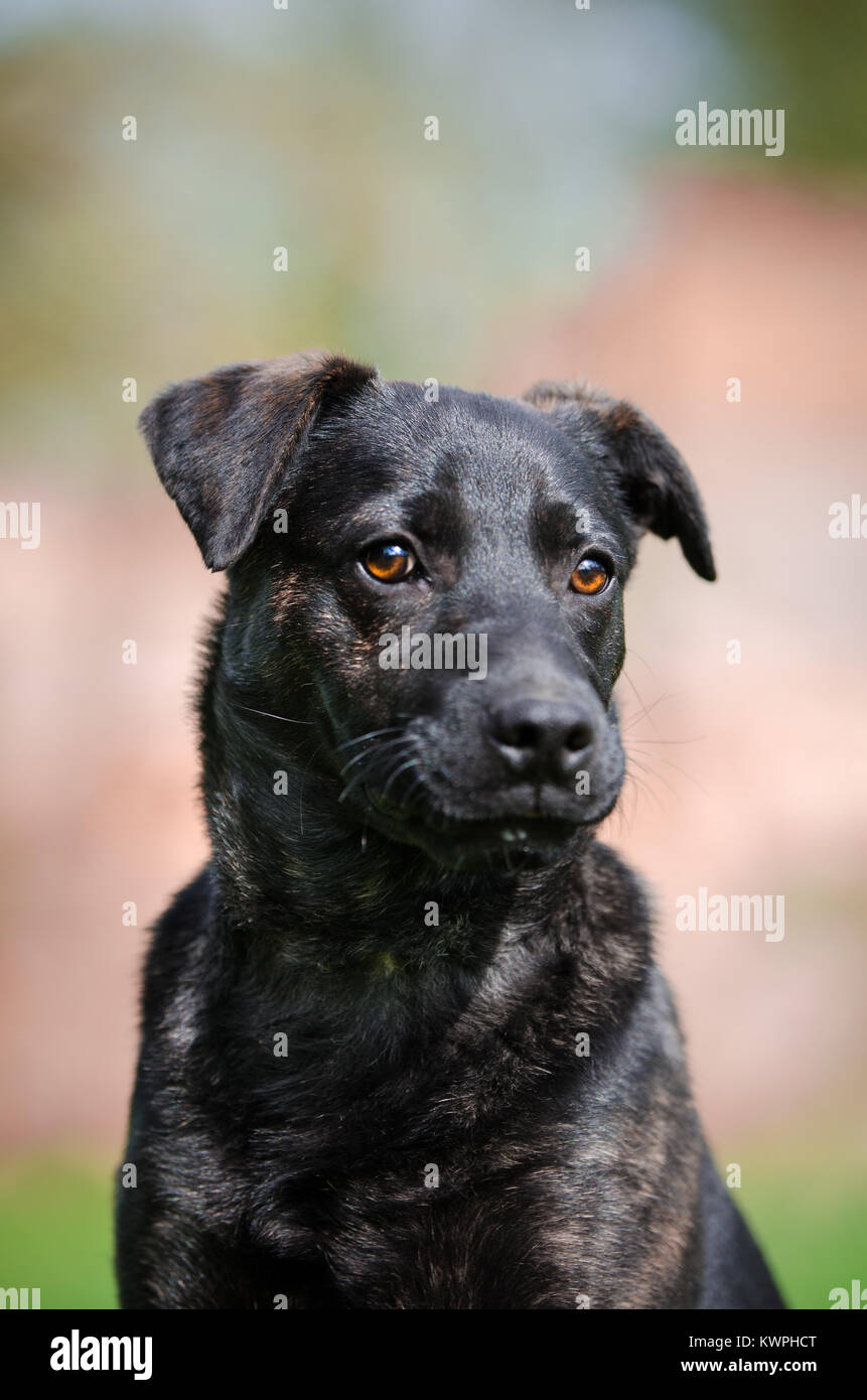 Nero cucciolo di cane in giardino in primavera tempo Foto Stock