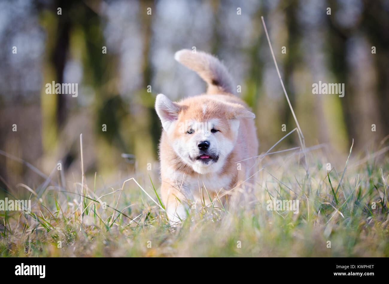 Cucciolo di Akita inu giappone cane in tempo di primavera Foto Stock