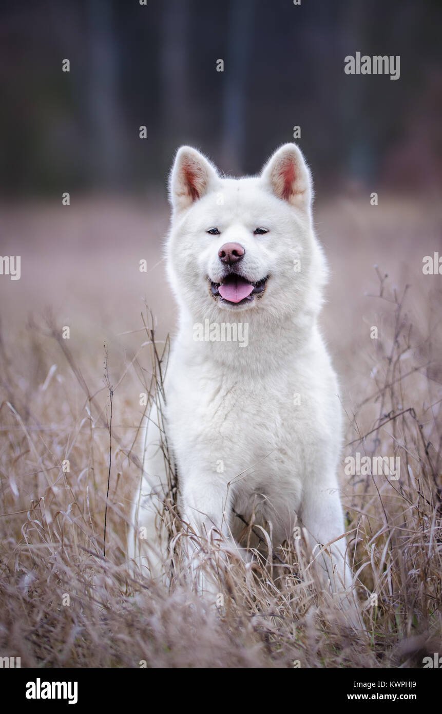 White Akita Inu cane in inverno wime nel campo Foto Stock