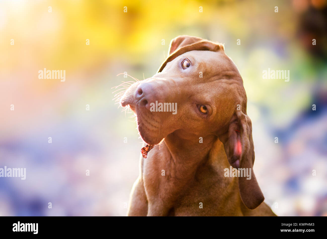 Ritratto di ungherese Hound Cacciatore puntatore vizsla cane al mattino sole di primavera Foto Stock