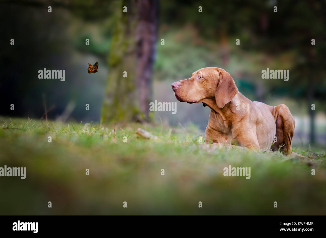 Il Segugio ungherese vizsla cane cerca su butterfly Foto Stock