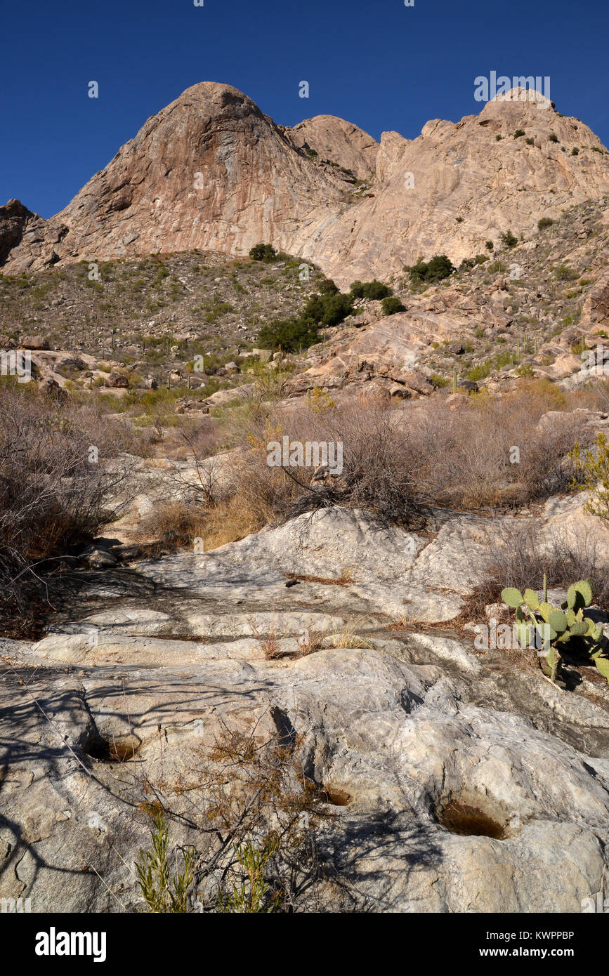 Mole di rettifica utilizzato dai primi nativi americani per preparare il cibo si trovano a Mendoza Canyon, Coyote montagne area selvaggia, Deserto Sonoran, Arizon Foto Stock