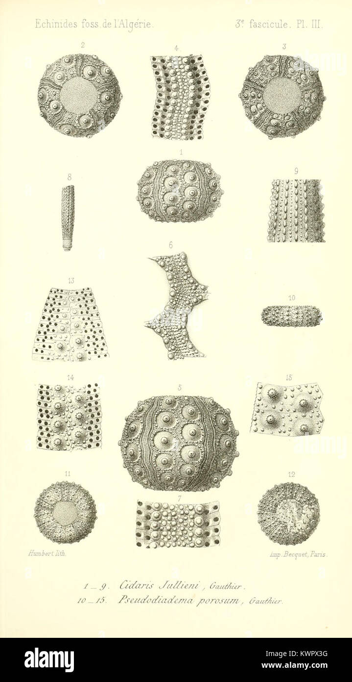 Uno studio sugli echinoidi fossilizzati provenienti dall'Algeria, illustrando esemplari conservati e contribuendo alla ricerca paleontologica. Foto Stock