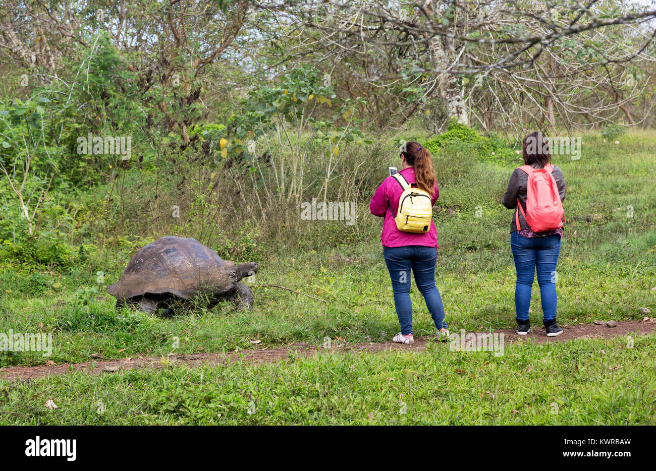 Tartaruga delle Isole Galapagos; turisti che fotografano una tartaruga gigante, Santa Cruz, Isole Galapagos, Ecuador Sud America Foto Stock